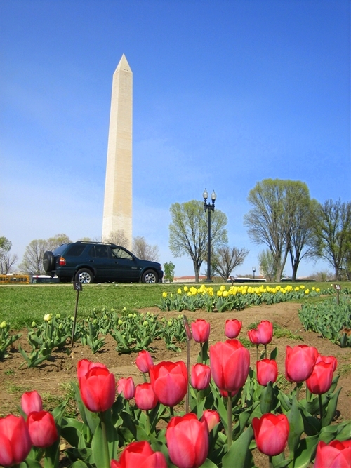 ワシントンdcの桜ツアー