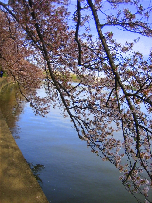 ワシントンdcの桜ツアー